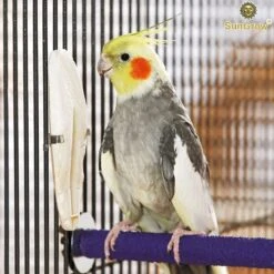 SunGrow Bird Cuttlebones Calcium Health Cockatiels & Parakeets Food 9 SunGrow Bird Cuttlebones Calcium Health Cockatiels & Parakeets Food -Sunny Decor Shop 333268 PT2. AC SS1800 V1632924381