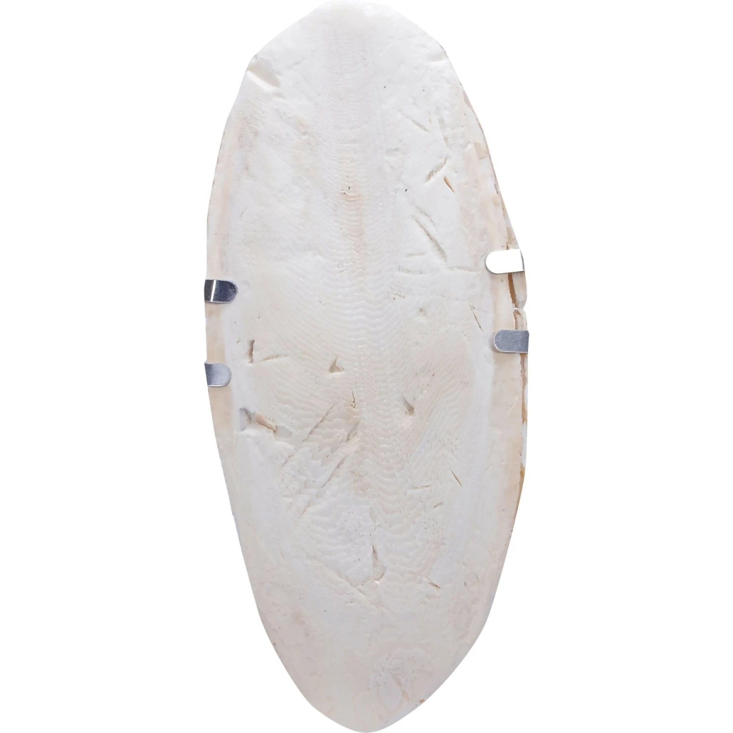 Wild Harvest Large Cuttlebone Bird Food 4 Wild Harvest Large Cuttlebone Bird Food - Image 2