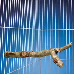 Bird Life Parakeet & Small Bird Perch -Sunny Decor Shop 344249 PT2. AC SS1800 V1683915061