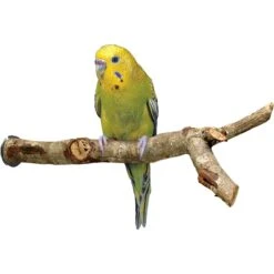 Bird Life Cockatiel Small & Medium Bird Perch 5 Bird Life Cockatiel Small & Medium Bird Perch -Sunny Decor Shop 344293 PT1. AC SS1800 V1637003510