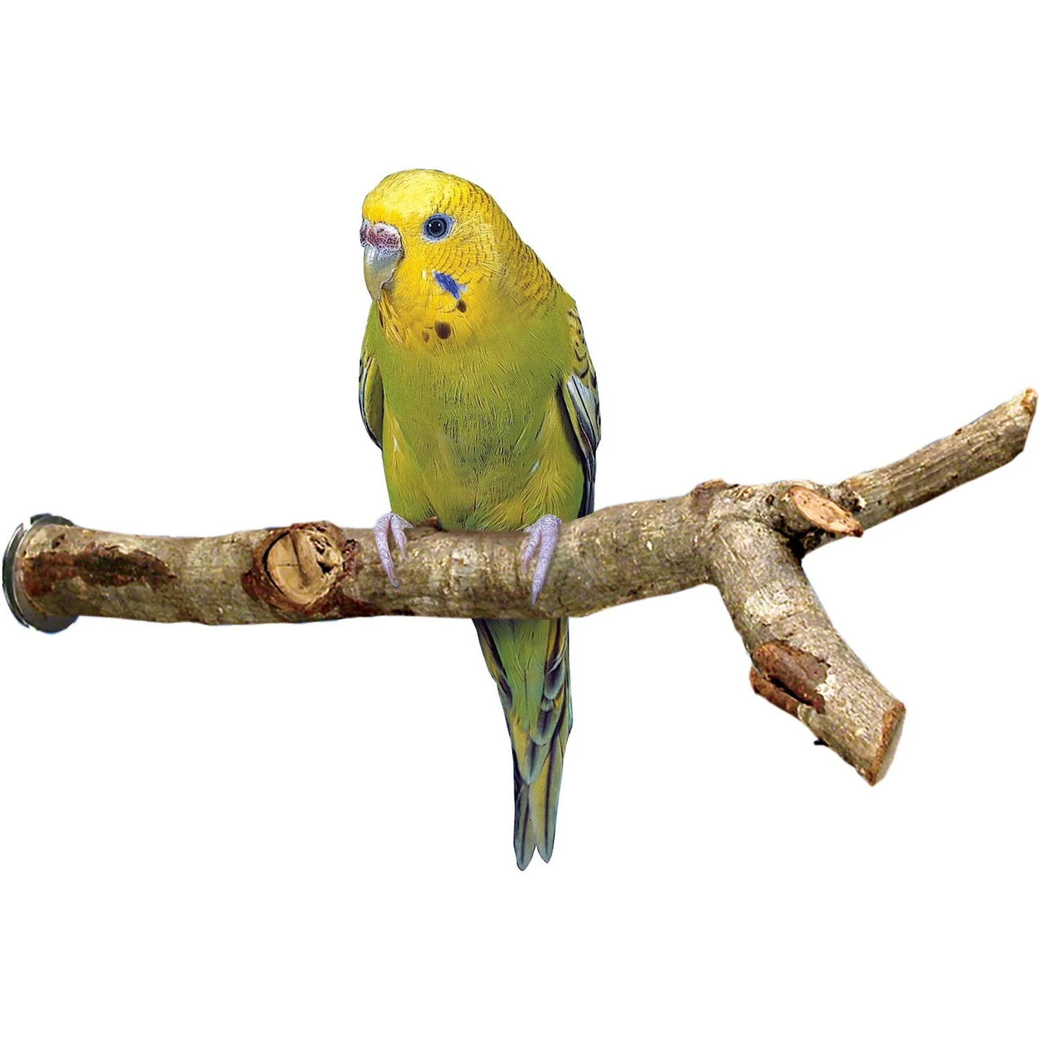 Bird Life Cockatiel Small & Medium Bird Perch 4 Bird Life Cockatiel Small & Medium Bird Perch - Image 2