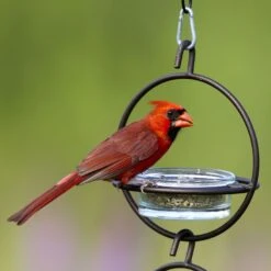 Mosaic Birds Hummble Bold Bird Feeder, Cooper -Sunny Decor Shop 357263 PT1. AC SS1800 V1660235929