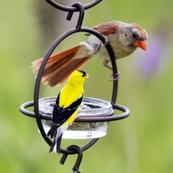 Mosaic Birds Hummble Bold Bird Feeder, Cooper -Sunny Decor Shop 357263 PT2. AC SS1800 V1660240276