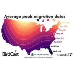 Sunnydaze Decor 4-Tier White Electric Water Fountain 19 Sunnydaze Decor 4-Tier White Electric Water Fountain -Sunny Decor Shop 357813 PT8. AC SS1800 V1641940674