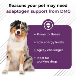 VetriScience Vetri-DMG Liquid Immune Supplement For Dogs, Cats & Birds -Sunny Decor Shop 57630 PT3. AC SS1800 V1658942905