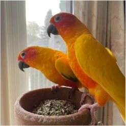 Hemp Well Bird Hemp Hearts Bird Supplement 13 Hemp Well Bird Hemp Hearts Bird Supplement -Sunny Decor Shop 654078 PT3. AC SS1800 V1700689544