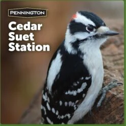 Pennington Cedar Suet Station Bird Feeder -Sunny Decor Shop 679294 PT8. AC SS1800 V1666155313