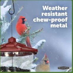 Pennington Hook Bird Feeder -Sunny Decor Shop 679478 PT4. AC SS1800 V1666185567