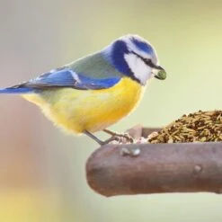 Wild Harvest Healthy Benefits Sprout Blend Small & Medium Bird Treats, 2.5-oz Bag -Sunny Decor Shop 700950 PT6. AC SS1800 V1667598408