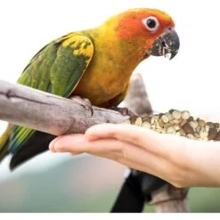 Wild Harvest Healthy Benefits Sprout Blend Large Bird Treats, 2.5-oz Bag -Sunny Decor Shop 700966 PT6. AC SS1800 V1667598915