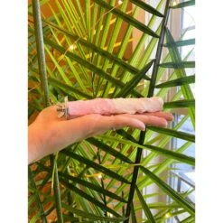 Polly's Pet Products Banana Split Cuttlebone & Calcium Bird Perch -Sunny Decor Shop 723382 PT3. AC SS1800 V1671032903