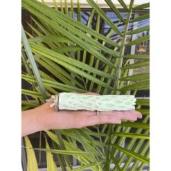 Polly's Pet Products Kiwi-Lime Flavor Tooty Fruity Bee Pollen Bird Perch, Green -Sunny Decor Shop 723510 PT2. AC SS1800 V1671032902