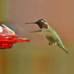 Nature Anywhere Window Hummingbird For Outdoors Bird Feeder -Sunny Decor Shop 785494 PT7. AC SS1800 V1677170939
