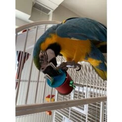 Busy Bird Busy Barrel Bird Toy -Sunny Decor Shop 793030 PT5. AC SS1800 V1679405943