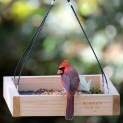 Natures Way Bird Products Tray Bird Feeder -Sunny Decor Shop 817702 PT1. AC SS1800 V1681501618