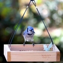 Natures Way Bird Products Tray Bird Feeder -Sunny Decor Shop 817702 PT5. AC SS1800 V1681502309