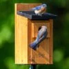 Natures Way Bird Products Bluebird Box House, Cedar 1 Natures Way Bird Products Bluebird Box House, Cedar -Sunny Decor Shop 817822 MAIN. AC SS1800 V1681501670