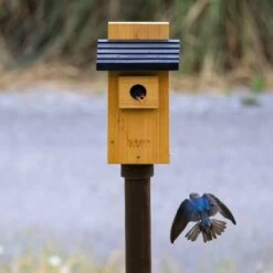 Natures Way Bird Products Bluebird Viewing House, Cedar -Sunny Decor Shop 817838 PT2. AC SS1800 V1681502071