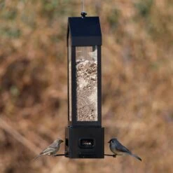 Natures Way Bird Products Squirell Sheild Choice Lantern Bird Feeder, Black, 3.2-qt -Sunny Decor Shop 818334 PT2. AC SS1800 V1681739815