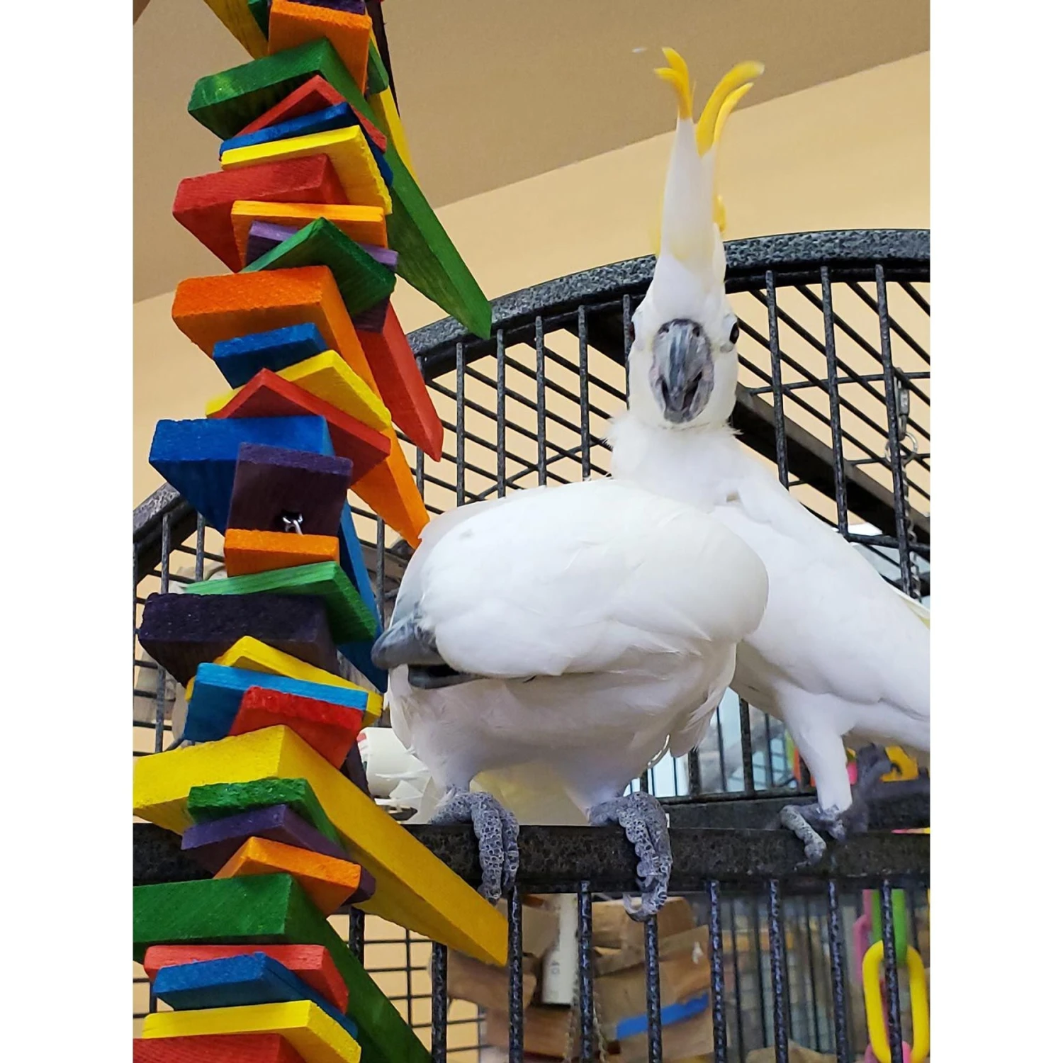 Super Bird Creations Triangle Teasers Bird Toy 6 Super Bird Creations Triangle Teasers Bird Toy - Image 4