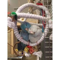 Super Bird Creations Orbiter Bird Toy -Sunny Decor Shop 864806 PT3. AC SS1800 V1687881384