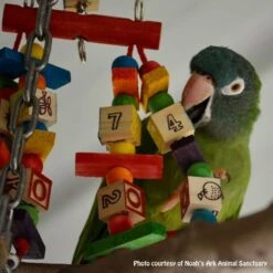 Super Bird Creations Katy's ABCs Jr. Bird Toy 14 Super Bird Creations Katy's ABCs Jr. Bird Toy -Sunny Decor Shop 864822 PT3. AC SS1800 V1687880297