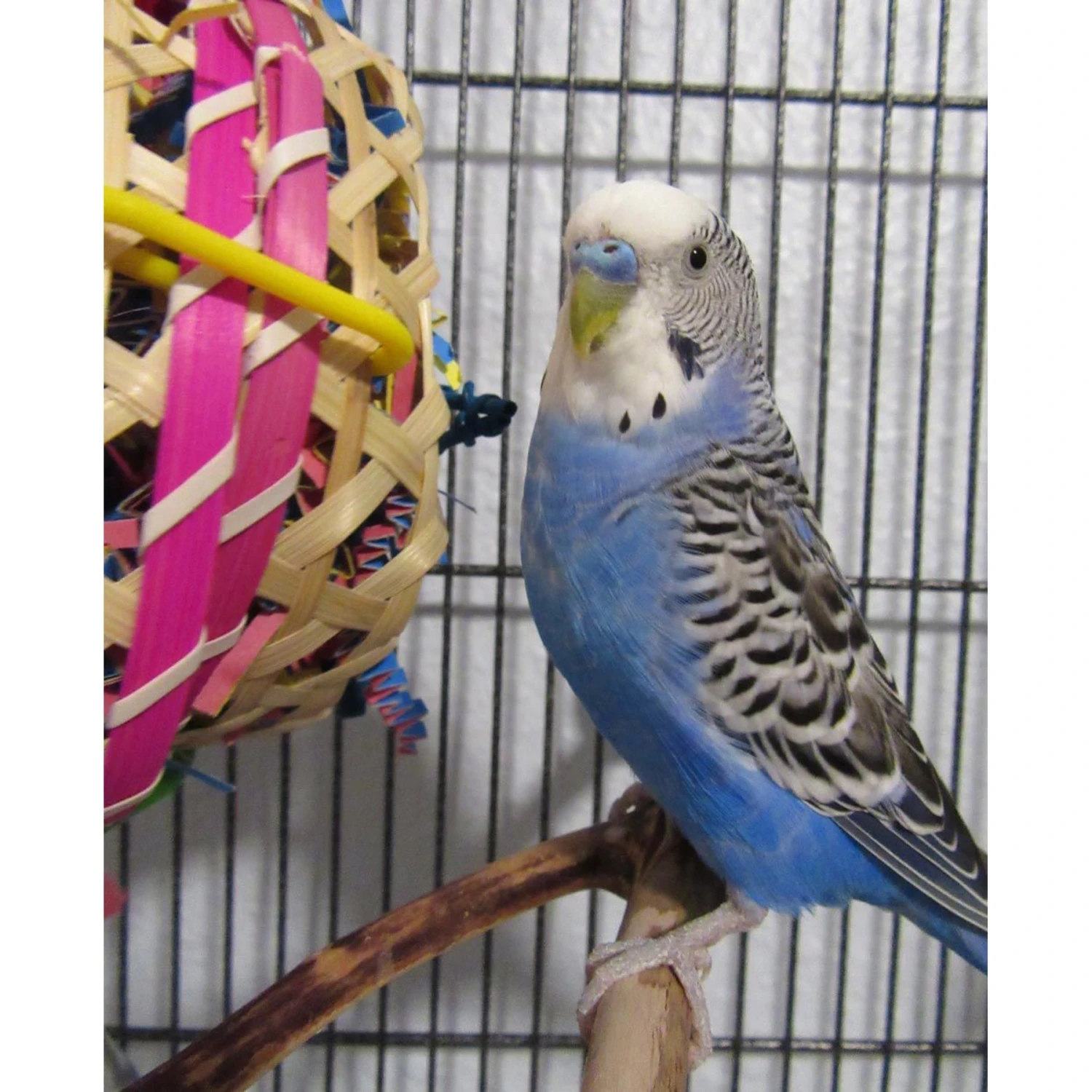 Super Bird Creations Basket Case Bird Toy 6 Super Bird Creations Basket Case Bird Toy - Image 4