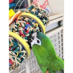 Super Bird Creations Firecracker Jr. Bird Toy -Sunny Decor Shop 864934 PT3. AC SS1800 V1687881325