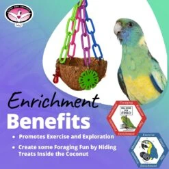 Super Bird Creations Coco Treat Cup Bird Toy -Sunny Decor Shop 865046 PT4. AC SS1800 V1687893041