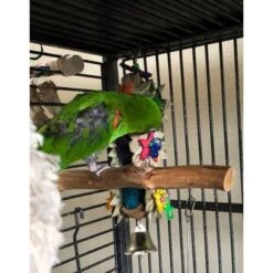 Super Bird Creations Palm Star Bird Toy 14 Super Bird Creations Palm Star Bird Toy -Sunny Decor Shop 865142 PT3. AC SS1800 V1687881326