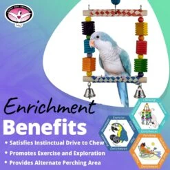 Super Bird Creations Groovin' Swing Bird Toy -Sunny Decor Shop 865350 PT4. AC SS1800 V1687892502