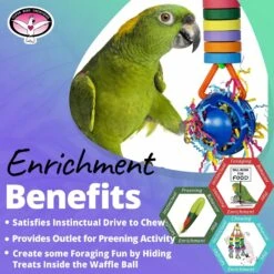 Super Bird Creations Wacky Waffle Bagel Bird Toy -Sunny Decor Shop 865414 PT4. AC SS1800 V1687883636