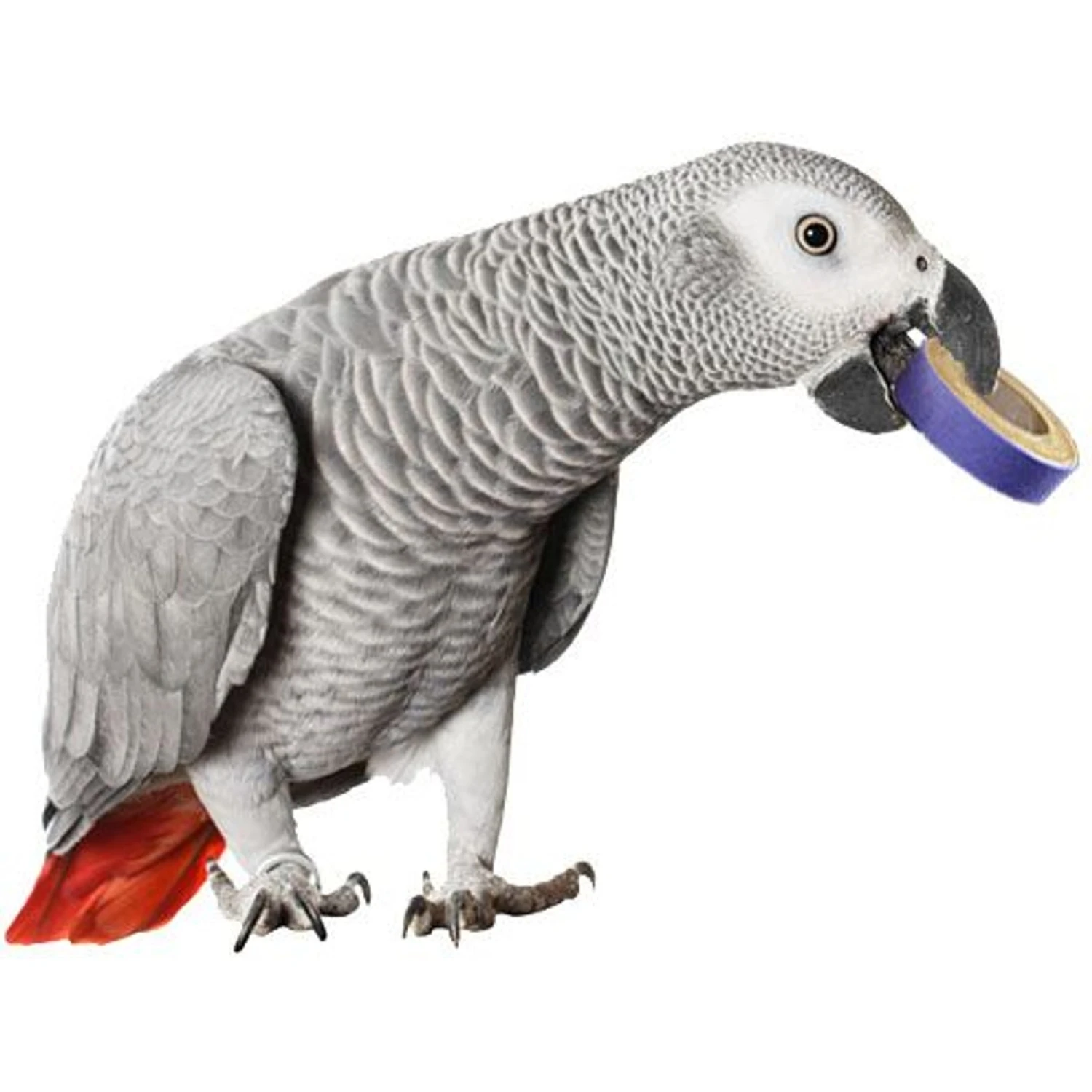 Super Bird Creations Bagel Cascade Bird Toy, Large & Super Bird Creations Fatty Bagels, Medium/Large, 24 Count 10 Super Bird Creations Bagel Cascade Bird Toy, Large & Super Bird Creations Fatty Bagels, Medium/Large, 24 Count - Image 8