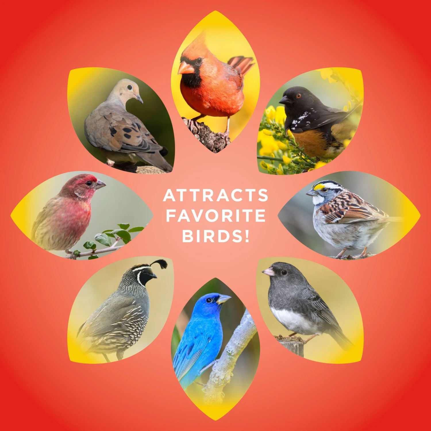 Audubon Park Wild Bird Food, 10-lb Bag 8 Audubon Park Wild Bird Food, 10-lb Bag - Image 6