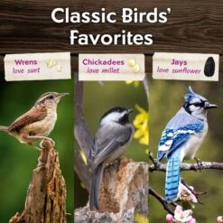 Morning Song Year Round Suet Wild Bird Food, 12 Count -Sunny Decor Shop 954718 PT5. AC SS1800 V1699636132