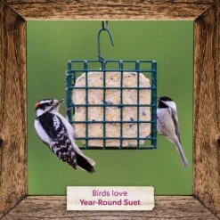 Morning Song Year Round Suet Wild Bird Food, 12 Count -Sunny Decor Shop 954718 PT6. AC SS1800 V1699636132